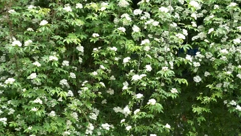 Spring Park Mo Flower Stock Footage 158411343