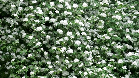 Spring Park Mo Flower Stock Footage 158411357