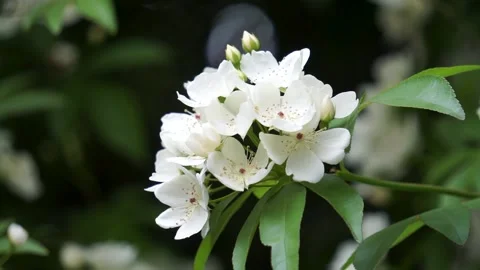 Spring Park Mo Flower Stock Footage 158411372