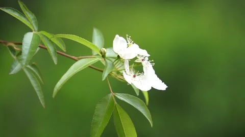 Spring Park Mo Flower Stock Footage 158411377