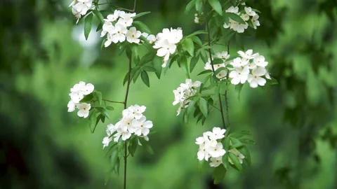 Spring Park Mo Flower Stock Footage 158411383