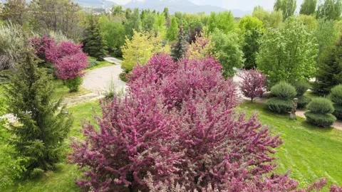 Spring park nature Stock Footage 242850752