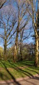 Spring park Stock Photos