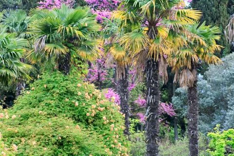 Spring park 스톡 사진