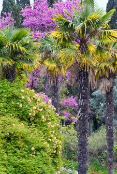 Spring park Stock Photos