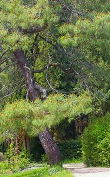 Spring park Stock Photos