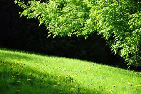 Spring park Stock Photos