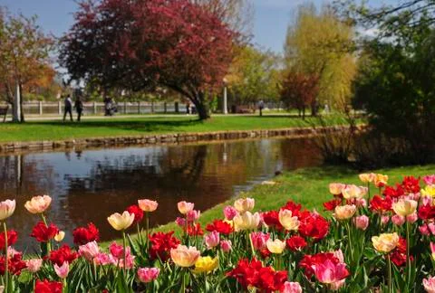 Spring in park Stock Photos