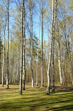 Spring in the park Stock Photos