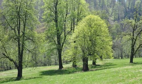 Spring in the park Stock Photos