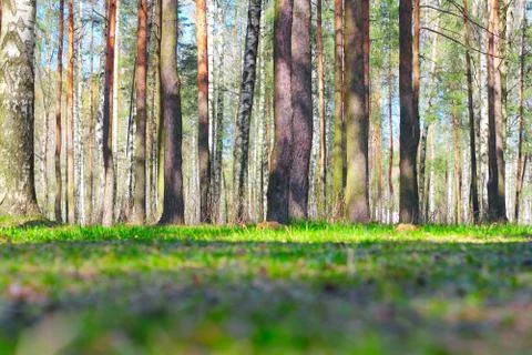 Spring park Stock Photos
