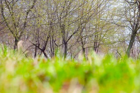 Spring park Stock Photos