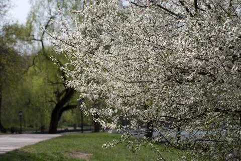 Spring in the park. Stock Photos