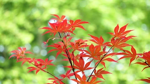 Spring Park Red Acer Chicken claw Stock Footage 156654052