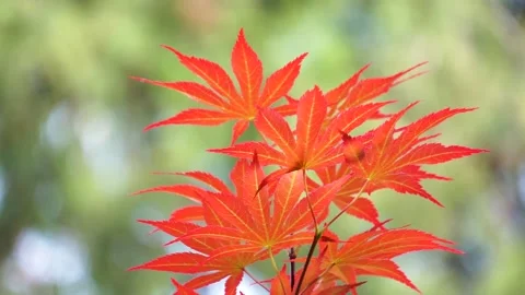 Spring Park Red Acer Chicken claw Stock Footage 156654059