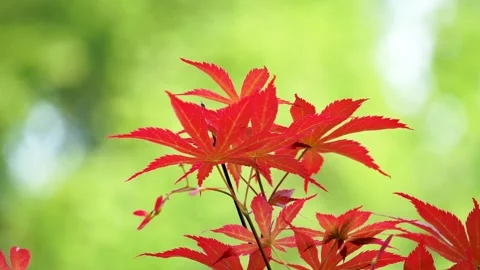Spring Park Red Acer Chicken claw Stock Footage 156654060