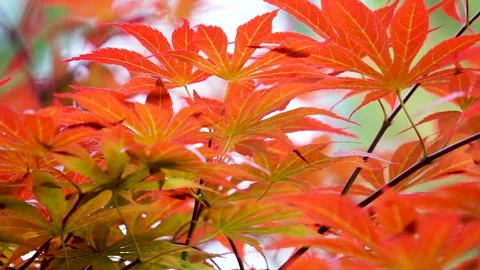 Spring Park Red Acer Chicken claw Stock Footage 156654062