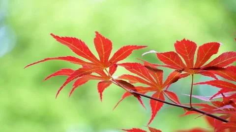 Spring Park Red Acer Chicken claw Stock Footage 156654063