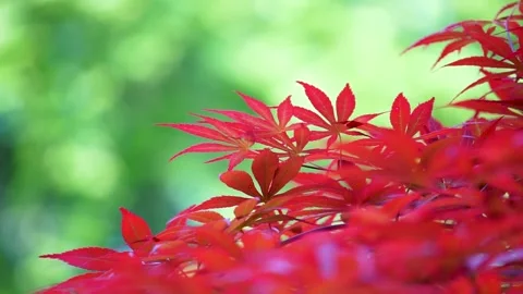 Spring Park Red Acer Chicken claw Stock Footage 156654079