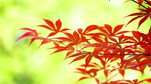 Spring Park Red Acer Chicken claw Stock Footage 156654080