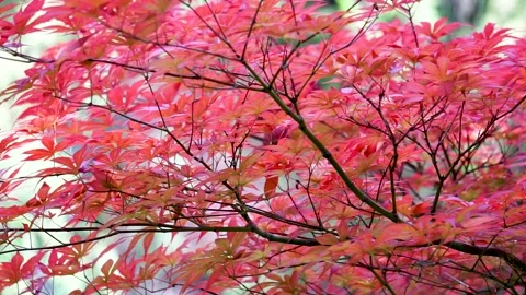 Spring Park Red Acer Chicken claw Stock Footage 156654085