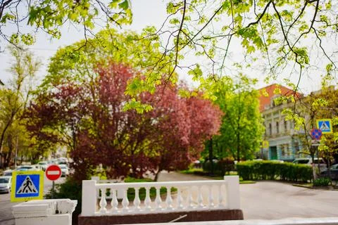 Spring Park. red blossoming tree. beauty of spring nature. walks around city. Stock Photos