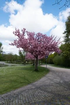 Spring Park Scene with Trees Foto stock