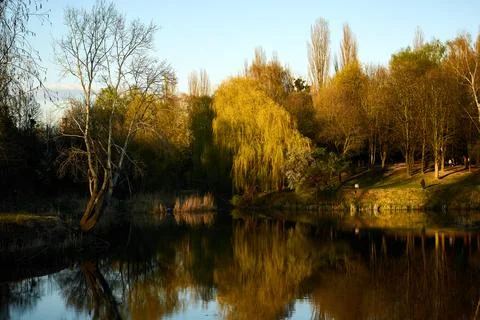 Spring park at sunset: reflections of trees, willows, blossom, and young green Stock Photos