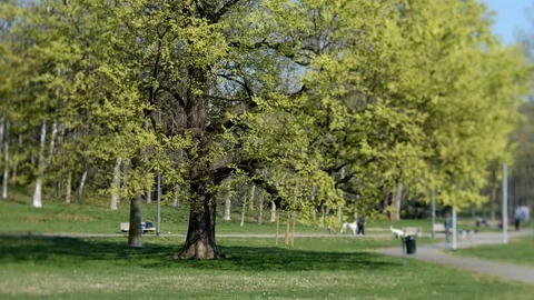 Spring in the park time lapse Stock Footage 105450129
