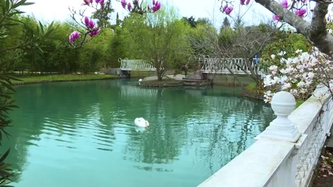 Spring park, trees blooming, a swan floating on the lake Stock Footage 169494001