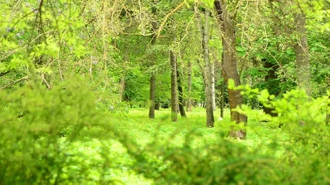 Spring park trees scenic Stock Footage 113679455