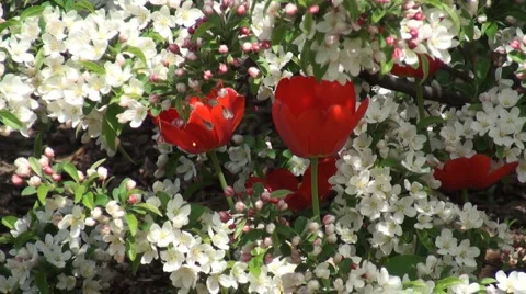 Spring in the Park - Tulpis in Tree Stock Footage 2681273