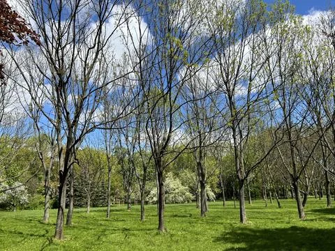 Spring Park With Young Trees and Green Grass. Stock Photos