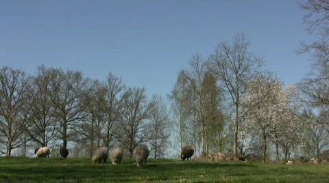 Spring pasture Stock Footage 397493