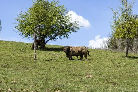 Spring in the pasture Stock-Fotos