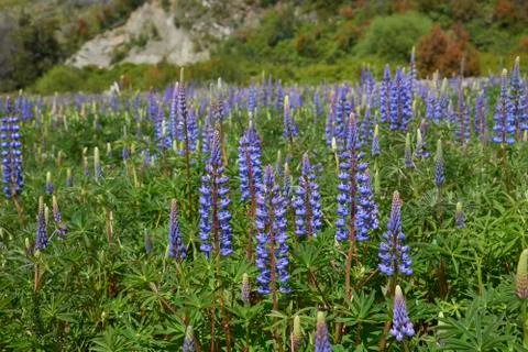 Spring in Patagonia Foto stock