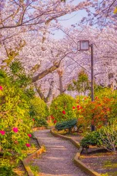 Spring path and cherry blossoms Stock Photos