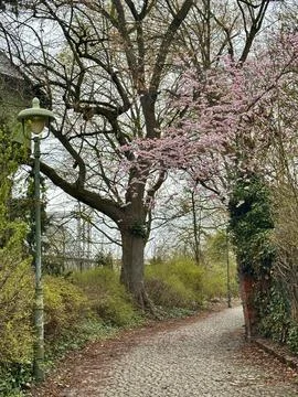 Spring Path with Cherry Blossoms and Vintage Street Lamp Foto stock