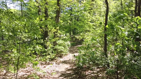SPRING PATH LENS FLARE Stock Footage 194860056