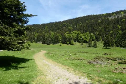 Spring path Stock Photos