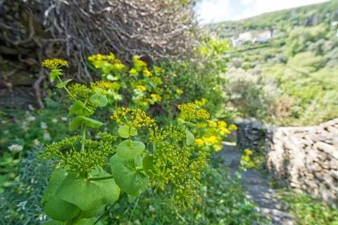 Spring Pathway Through Wildflowers in the Mountains of Andros Island, Greece. Stock Photos