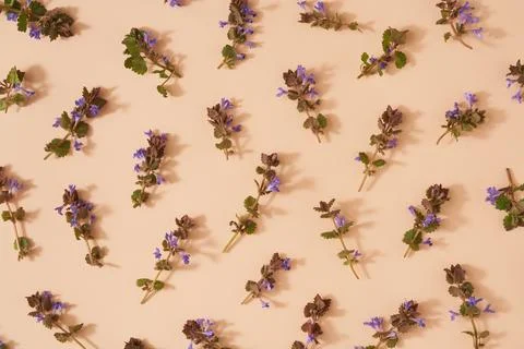 Spring pattern with blooming ground-ivy medicinal plant on pastel orange back Stock Photos