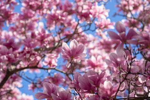 Spring pattern with blossom brunch of Magnolia. Spring bloom pink magnolia tree Stock Photos