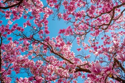 Spring pattern with blossom brunch of Magnolia. Spring magnolia tree blossom Foto stock