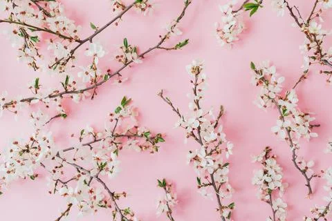 Spring pattern of branches with spring flowers on pink background. Flat lay Stock Photos