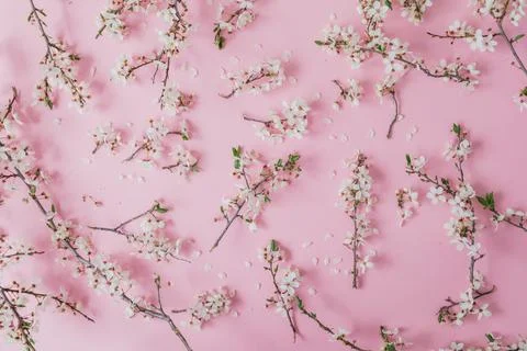 Spring pattern of branches with spring flowers on pink. Flat lay, top view. Foto stock