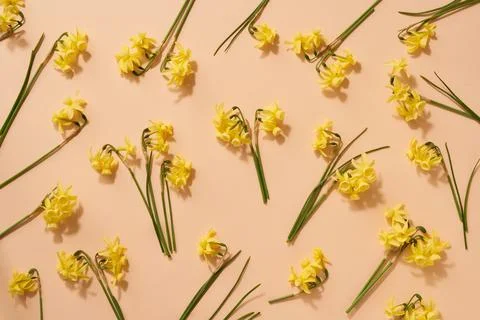 Spring pattern with fresh yellow daffodil flowers on pastel orange background Foto stock