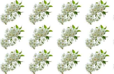 Spring pattern of fruit tree branches with white flowers Stock-Illustration