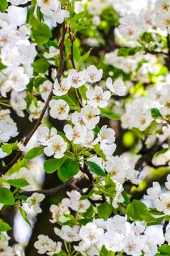 Spring pattern Stock Photos