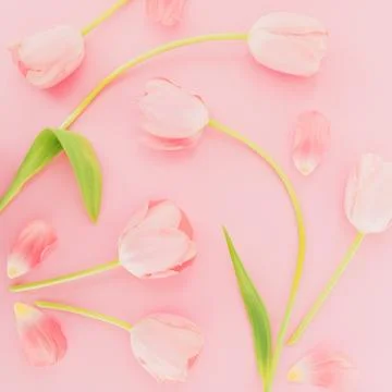 Spring pattern of tulips flowers on pink background. Spring background. Foto stock